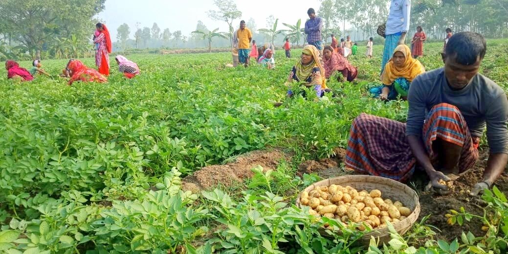 কুমিল্লায় আলুর বাম্পার ফলনে খুশি চাষিরা